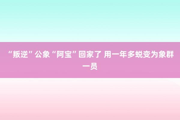 “叛逆”公象“阿宝”回家了 用一年多蜕变为象群一员